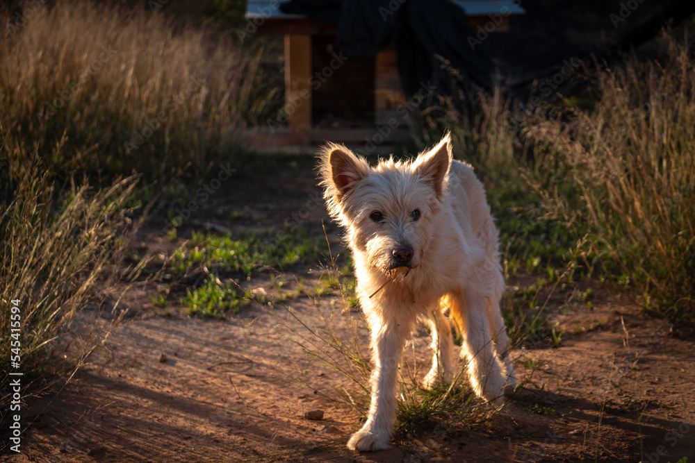 Obraz premium dog portrait of a Russian Shepherd white in the field looking at the flock