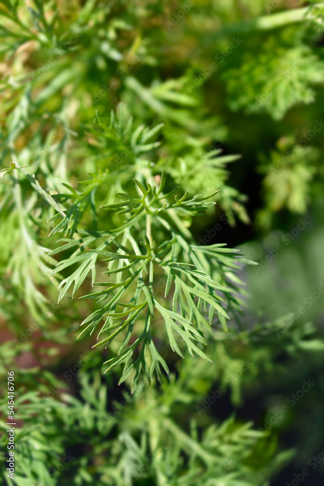 Dill green leaves