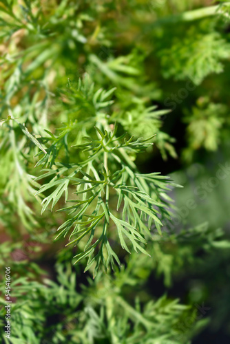 Dill green leaves