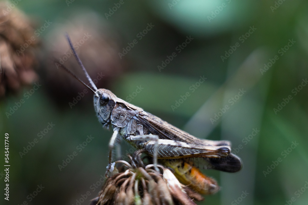 Close-up of a green grasshopper. Grasshopper on the grass. Close-up of a green grasshopper. Grasshopper on the grass.