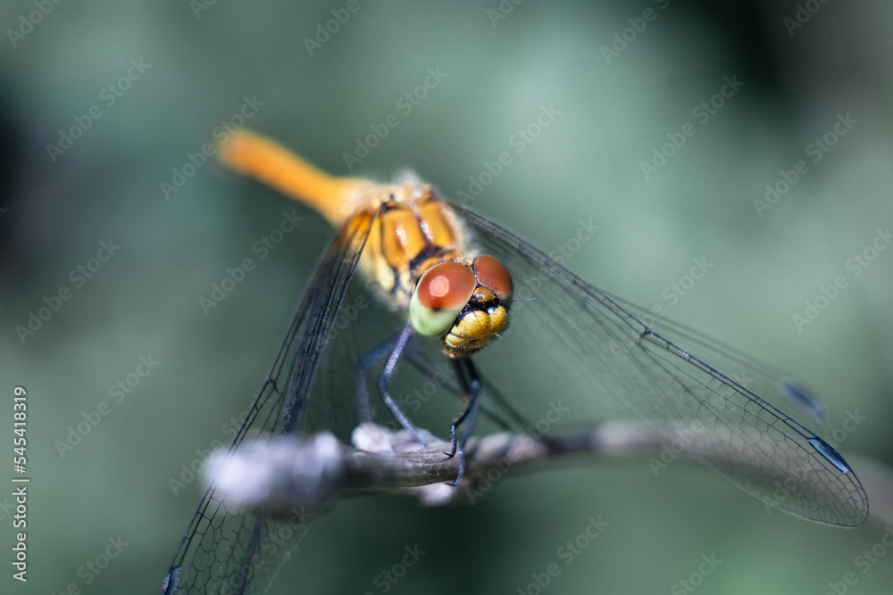 Dragonfly photographed close up. Dragonfly on a branch of grass. Dragonfly photographed close up. Dragonfly on a branch of grass.