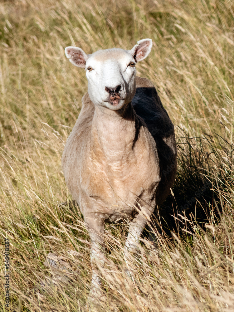 Naklejka premium Sheep looking curiously at the camera