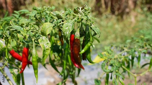 Chilli tree in the garden, Organic chillies vegetabal plantingin  photo
