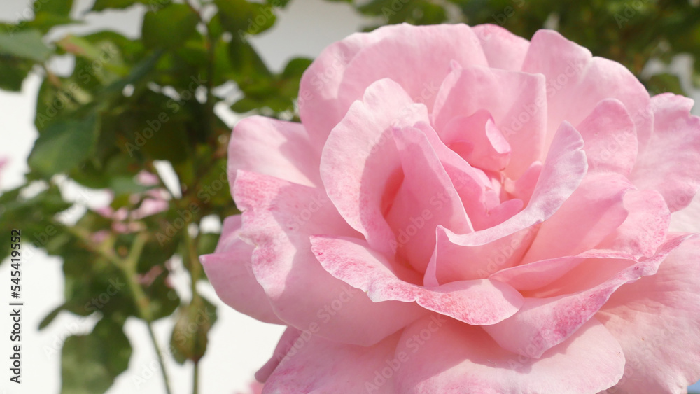 Rosa