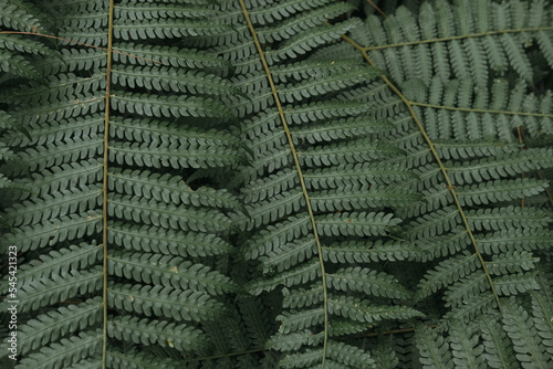 Wallpaper Mural fern leaves Torontodigital.ca