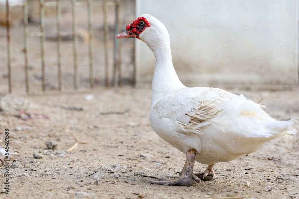 The white duck in farm thailand The white duck in farm thailand