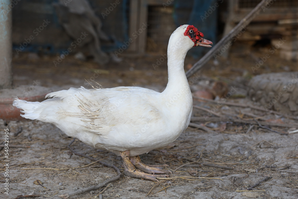 Obraz premium The white duck in farm thailand