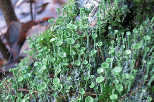 Cladonia fimbriata or the trumpet cup lichen photo