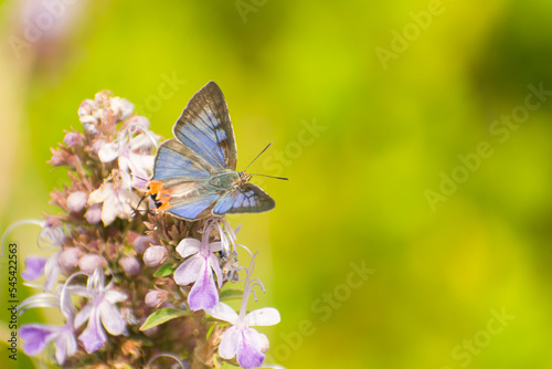 butterfly perching on a flower