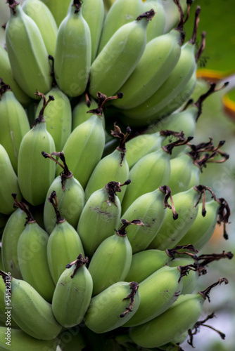 Plátanos en Bangkok