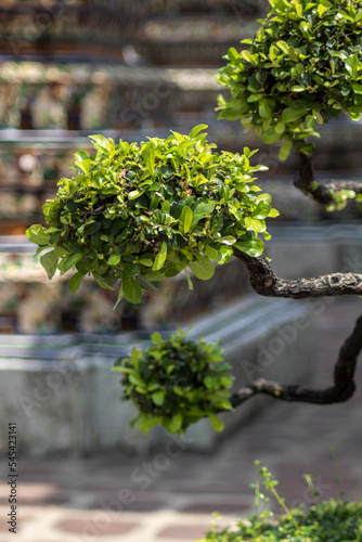 Arbol Palacio Real Bangkok