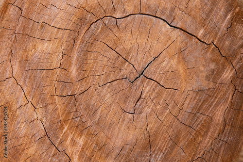 close up the surface wood background, wallpaper.Background of wood texture