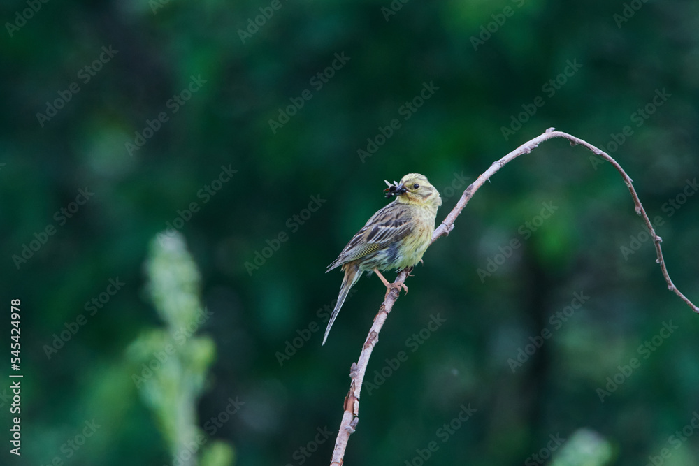 Goldammer Weibchen mit Beute auf einer Sitzwarte
Goldammer Weibchen mit Beute auf einer Sitzwarte