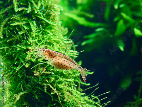 Amano shrimp (Caridina Multidentata) sits on the java moss in aquarium aquascape Fototapet