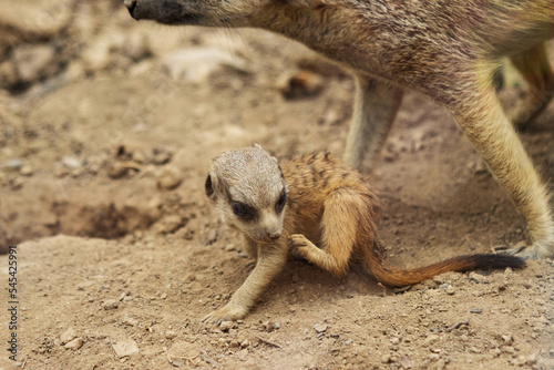 Fototapet meerkat baby
