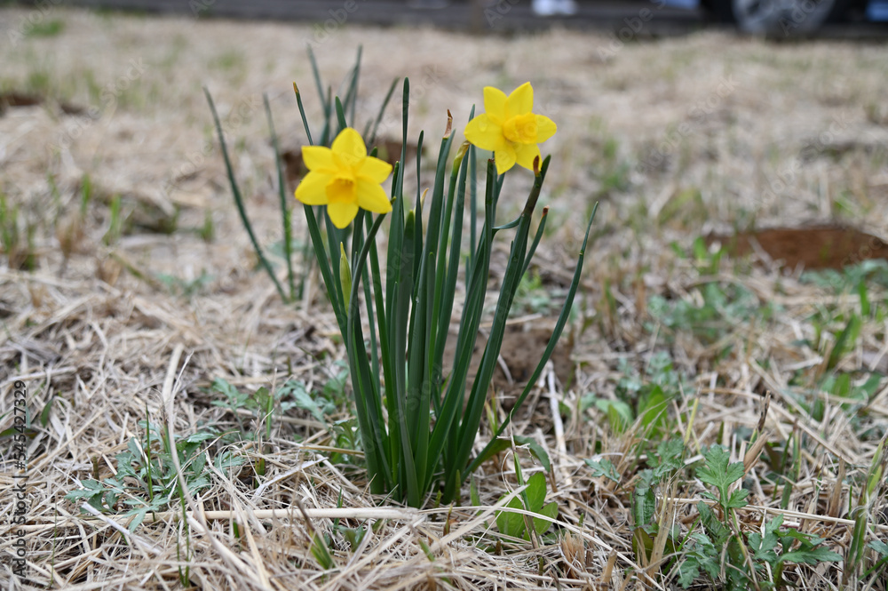 春の前に他の植物よりも早く咲く黄色い水仙の花