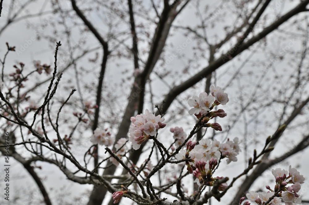 寒空に頑張って咲くこ桜の花と蕾