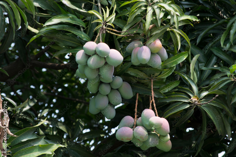 Mango Tree Rio Mango tree (Mangifera indica L.) leaves and fruit full of drops after a ...
