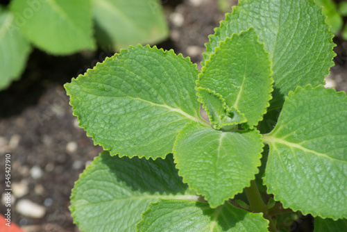 Plant and leaves of the plump or thick mint (Plectranthus amboinicus (lour.) Spreng.), in the background substrate or soil where it is planted.