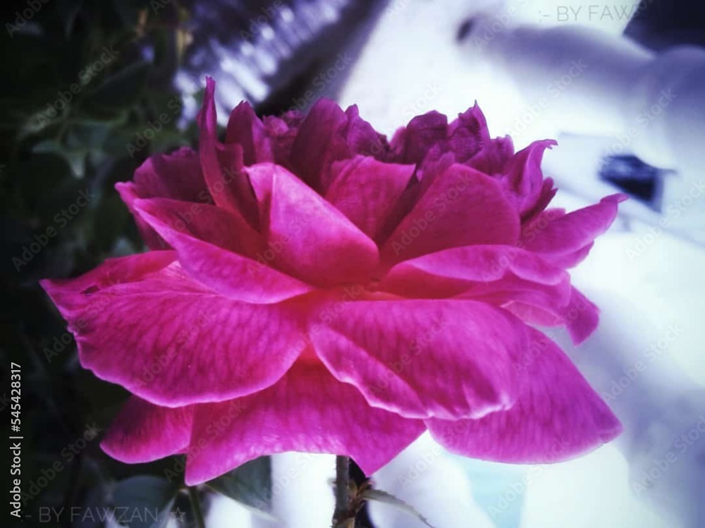 Pink rose 🌹
