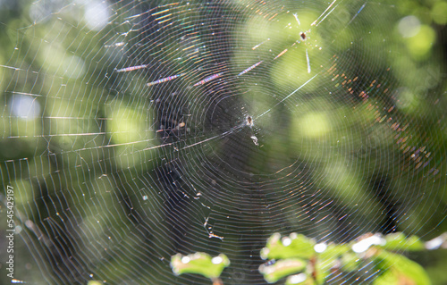 cobwebs on tree in the woods