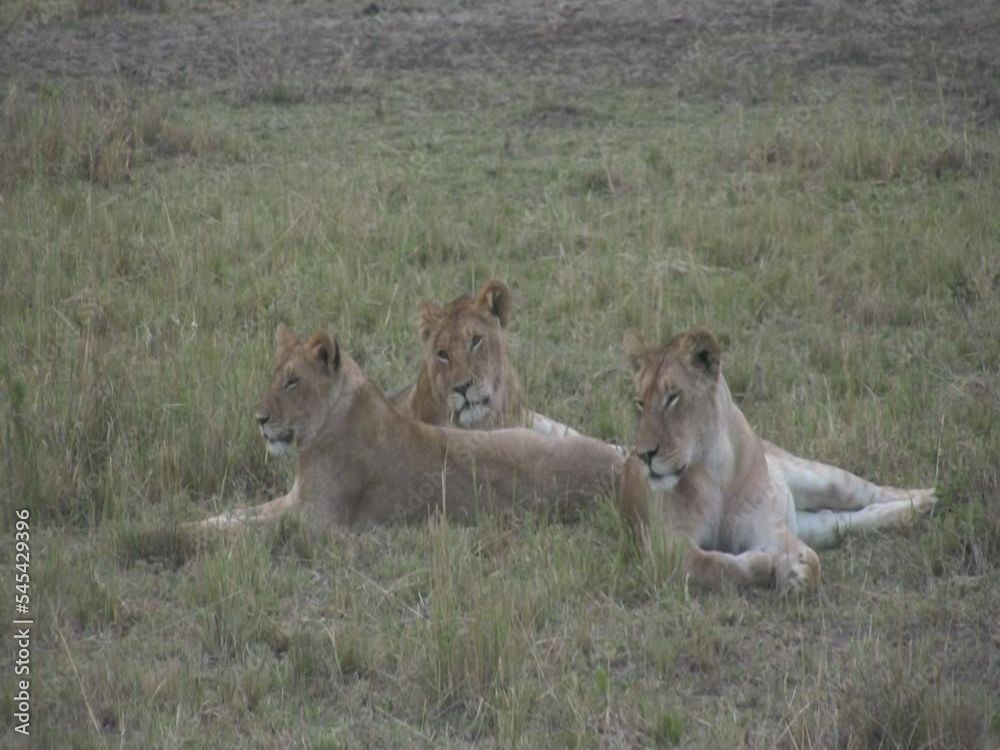 Few lions are resting. Lioness in the savanna. Kenya, Africa Few lions are resting. Lioness in the savanna. Kenya, Africa