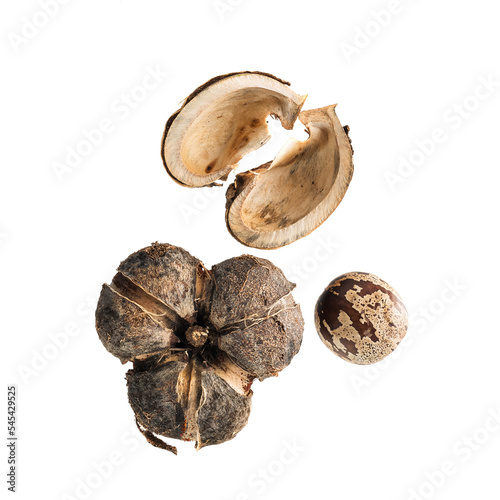 Ripe rubber seeds isolated on white background, with clipping path.