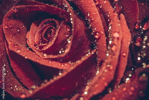 Dewdrops on rose petals. Red roses with water drops.