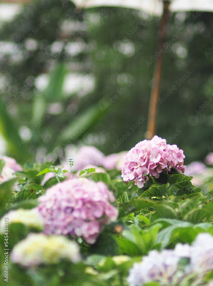 hydrangea flower fild in season of roman great time blooming hydrangea flower fild in season of roman great time blooming