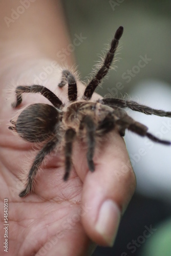 hand holding a tarantula spider