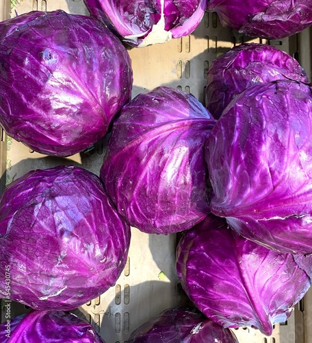 red cabbage background