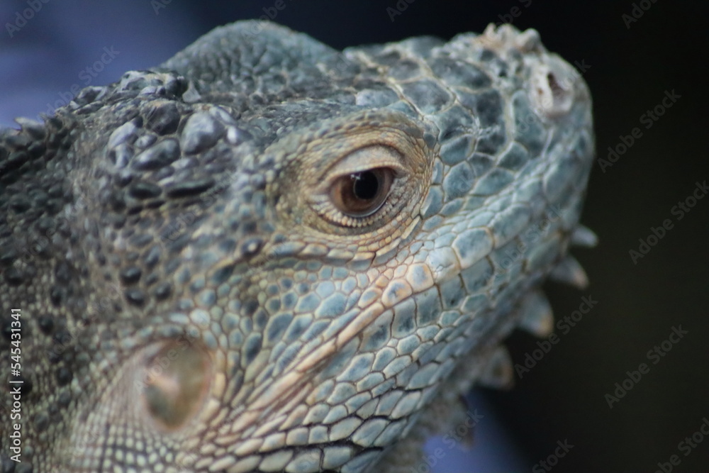 close up of iguana close up of iguana