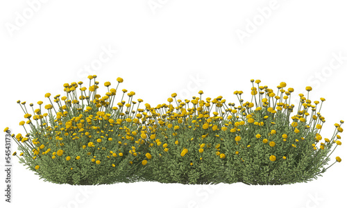 Bunch of tiny yellow flowers in clusters	
