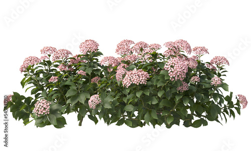 Variety colors of French hydrangea flower isolated photo