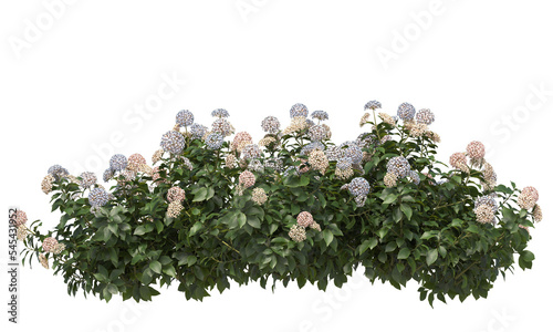 Variety colors of French hydrangea flower isolated photo