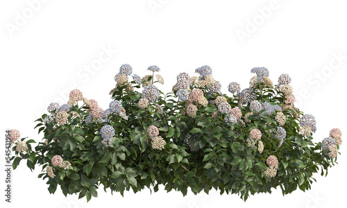 Variety colors of French hydrangea flower isolated photo