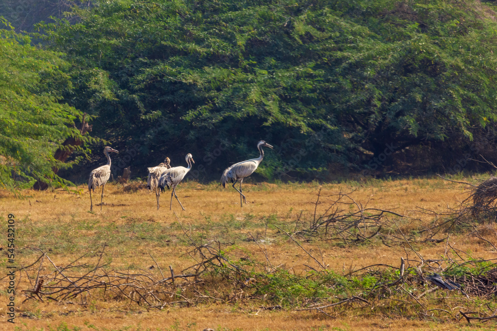 Fototapeta premium Common crane (Grus grus) at Khijadiya Bird Sanctuary, Gujarat, India