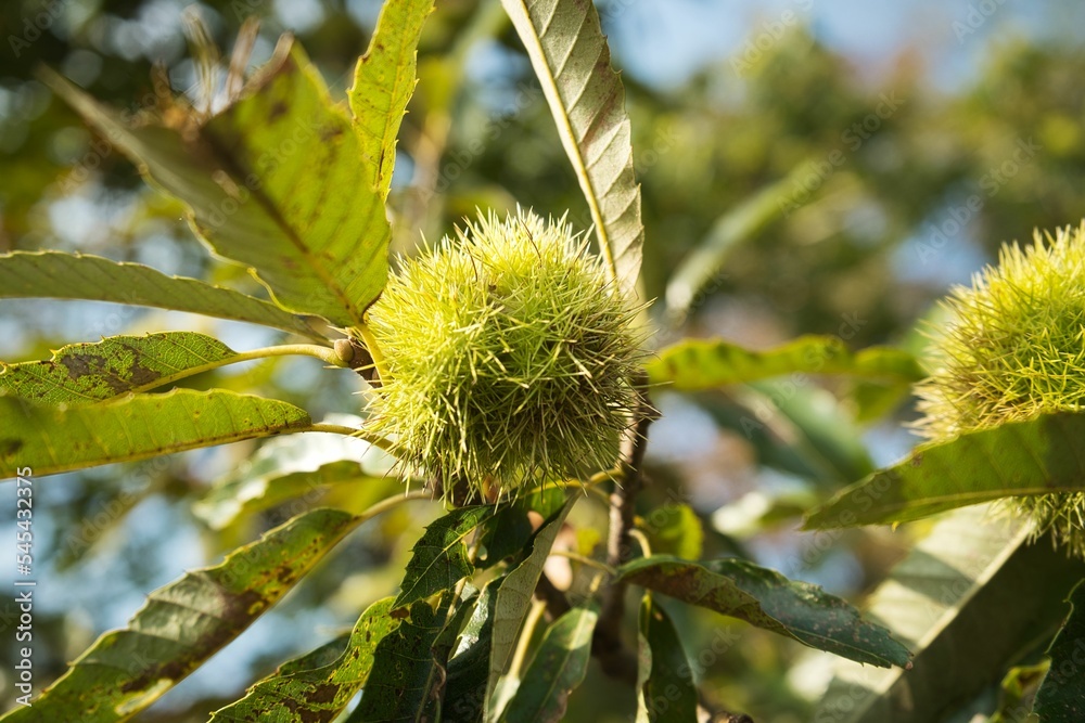 Closeup shot of a Chestnut on a tree Closeup shot of a Chestnut on a tree