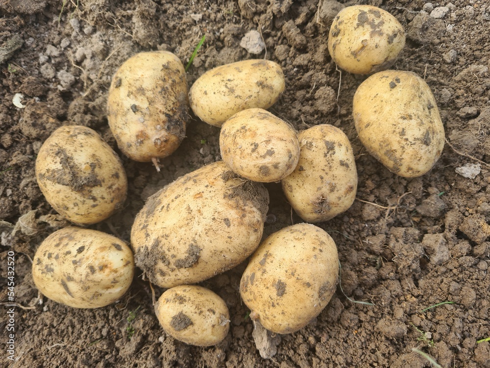 Closeup of fresh organic potatoes in field Closeup of fresh organic potatoes in field