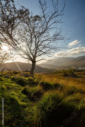 Bare tree in the meadows on a sunny day