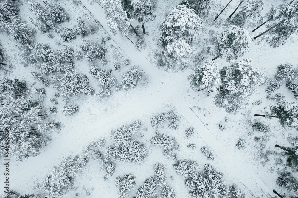 Fototapeta premium Aerial view of snow-covered pine trees in a forest during winter