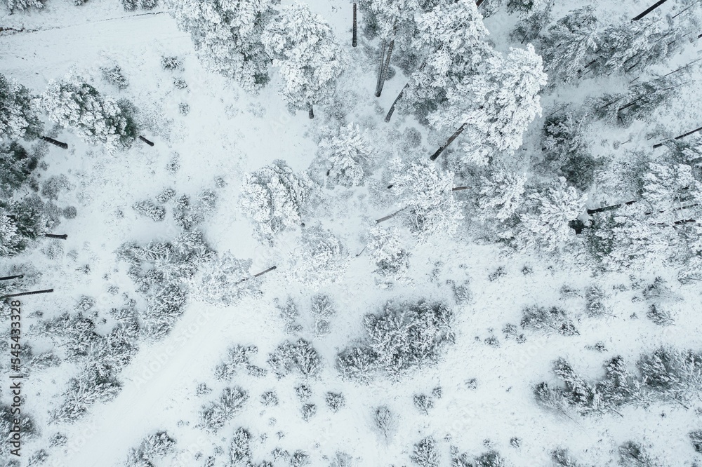 Fototapeta premium Aerial view of snow-covered pine trees in a forest during winter