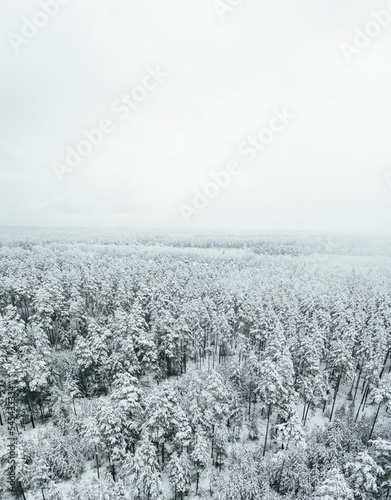 Aerial view of snow-covered pine trees in a forest during winter