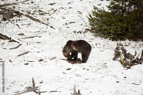 High-angle view of a grizzly bear eating in the snow-covered field photo