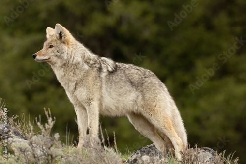 Profile view of a coywolf standing before the green-shaded background photo