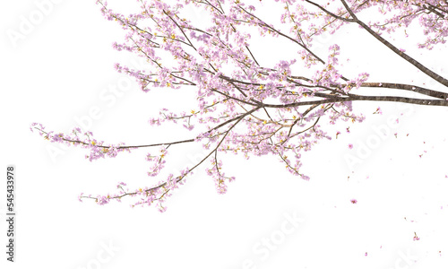 Obraz na plátne Sakura branches clipping path cherry blossom branches isolated