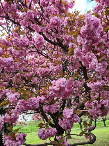 pink cherry blossom