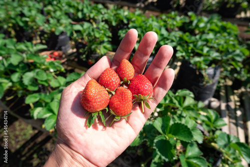 A hand holding ripe strawberry fruits. Freshly picked from a farm.