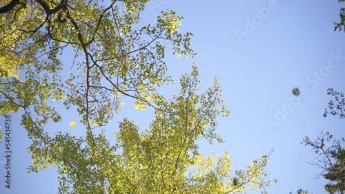 Low angle shot of green trees against a cloudless blue sky on a sunny windy day