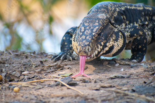 lengua bipida de Salvator merianae, lagarto overo, tegu argentino  photo
